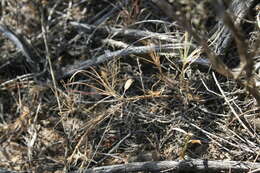 صورة Dianthus thunbergii Hooper