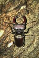 Image of <i>Lucanus cervus turcicus</i>