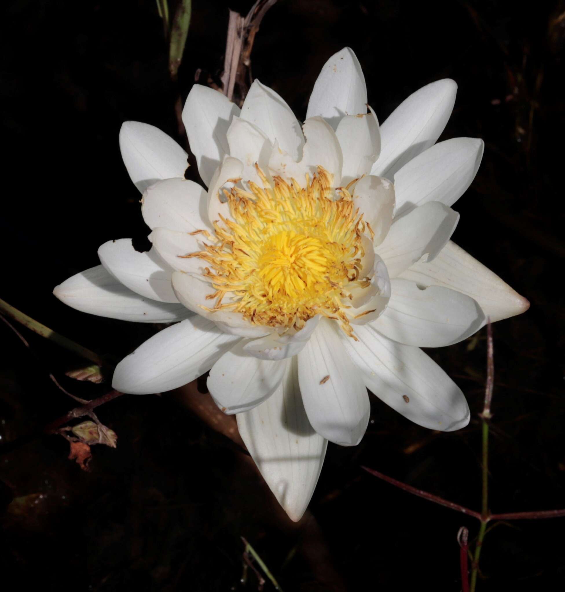 Image de Nymphaea violacea Lehm.