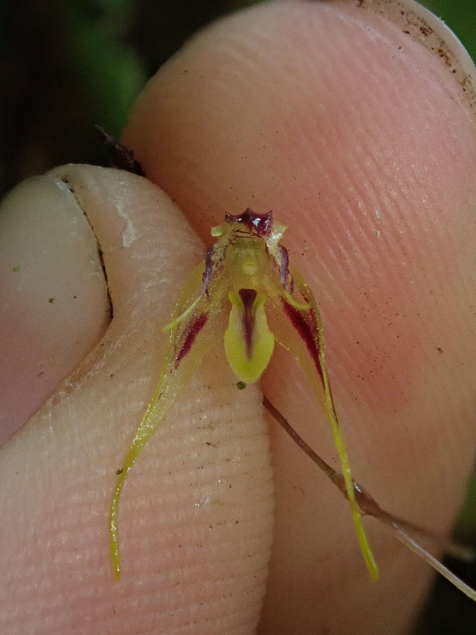 Image of Muscarella zephyrina (Rchb. fil.) Luer