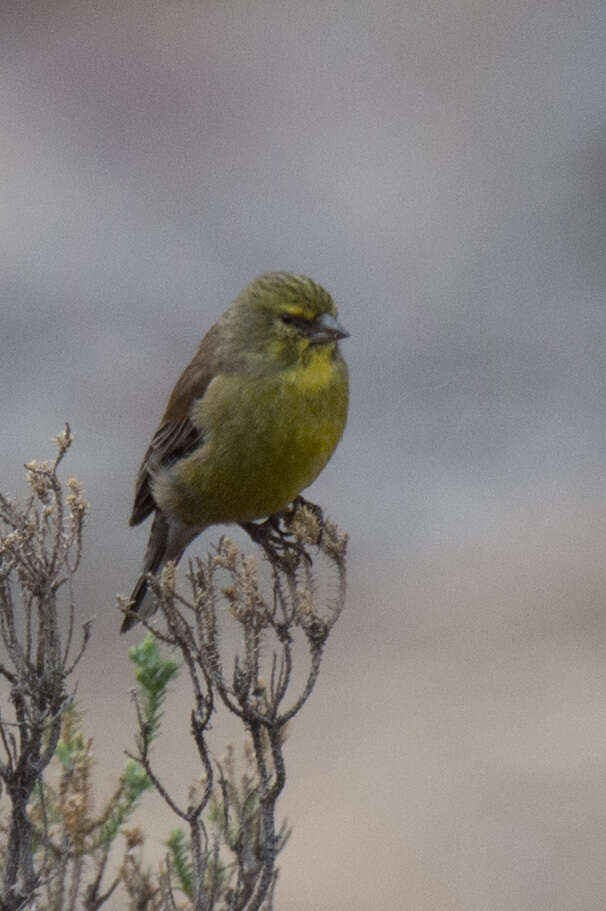 Image of Drakensberg Siskin