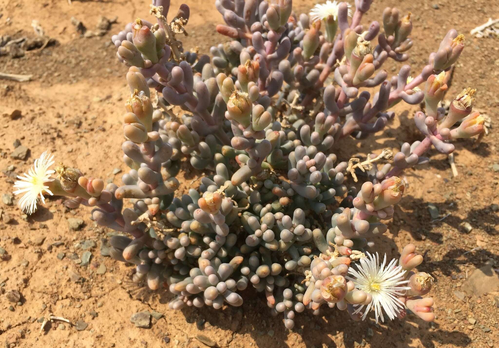 Image of Mesembryanthemum tetragonum Thunb.