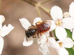 Lasioglossum lithuscum (Smith 1853) resmi