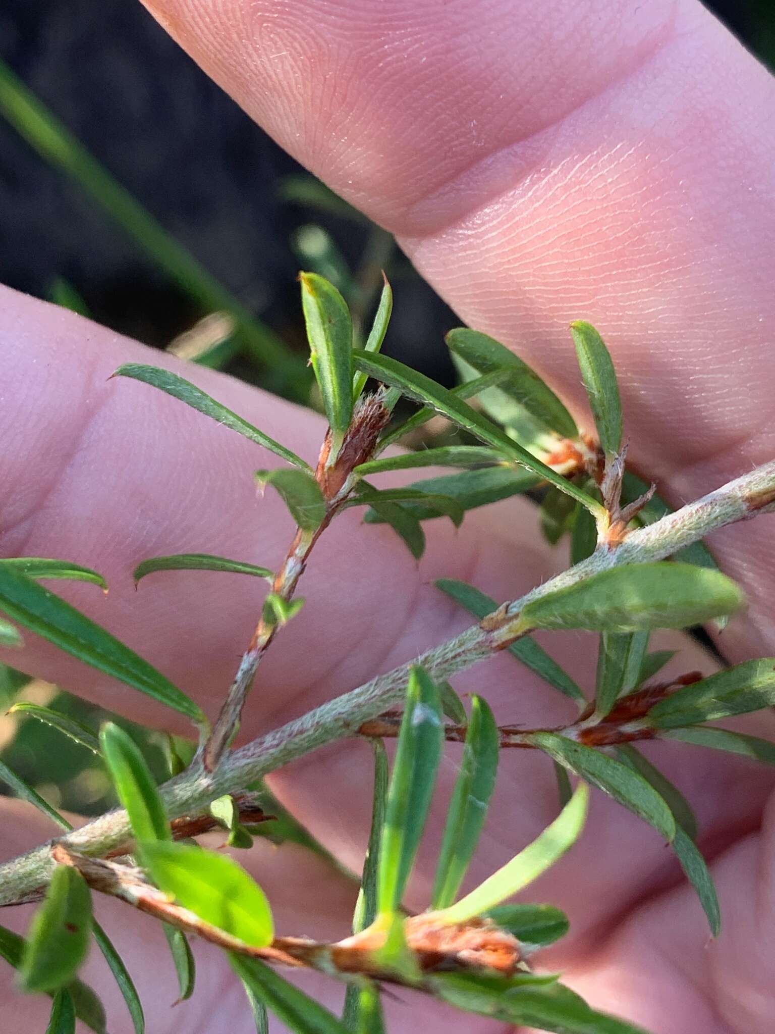 Imagem de <i>Pultenaea rariflora</i>