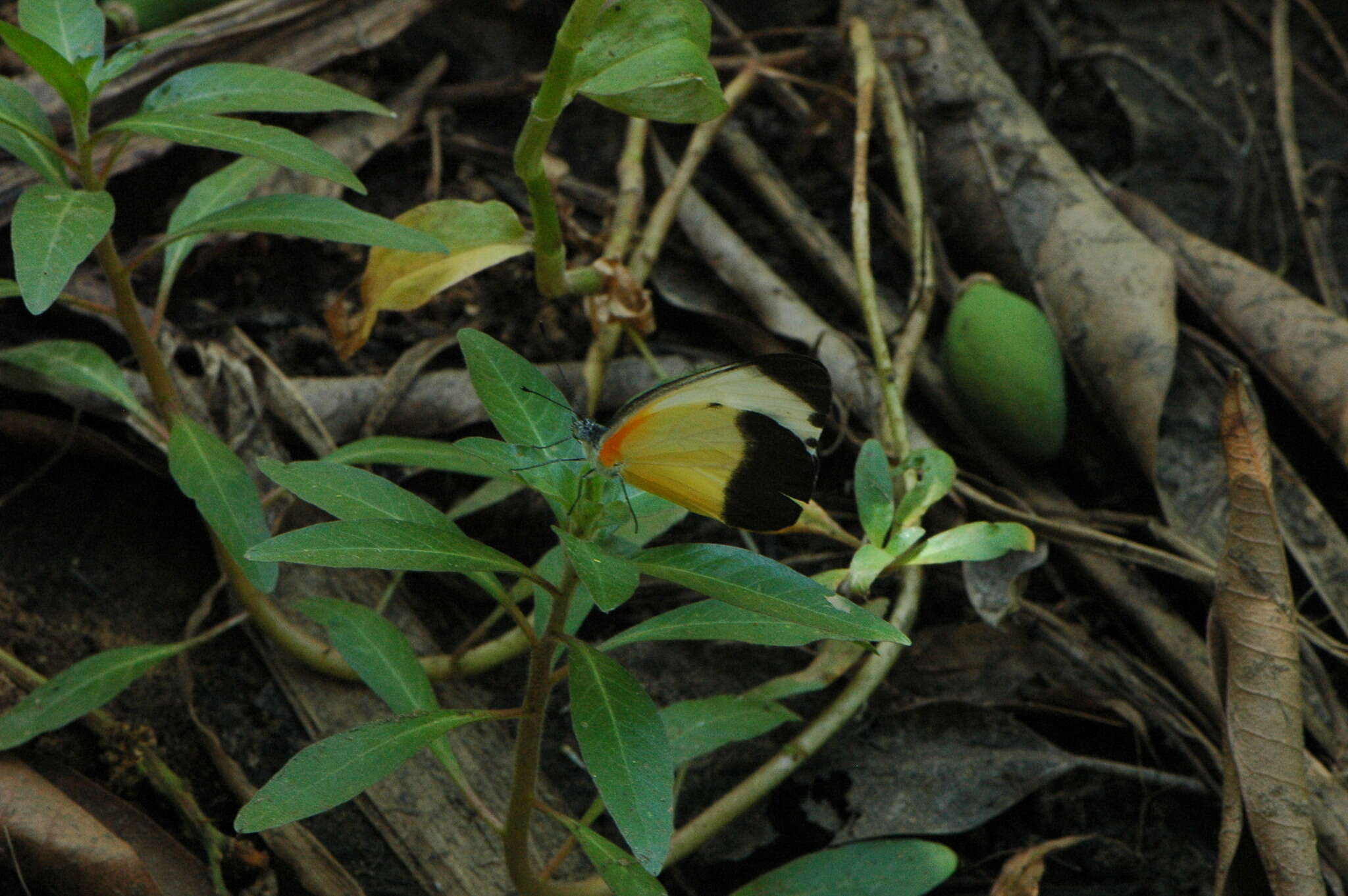 Image de Mylothris chloris (Fabricius 1775)