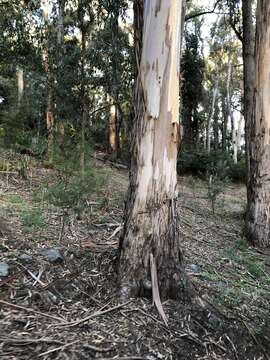 Image de Eucalyptus cypellocarpa L. A. S. Johnson