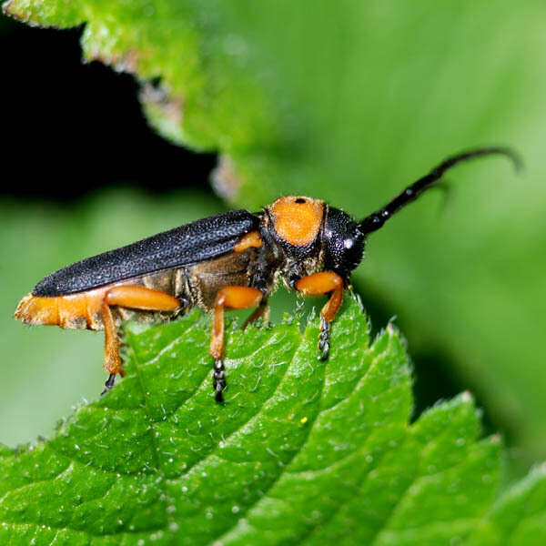 Слика од Phytoecia (Musaria) affinis (Harrer 1784)