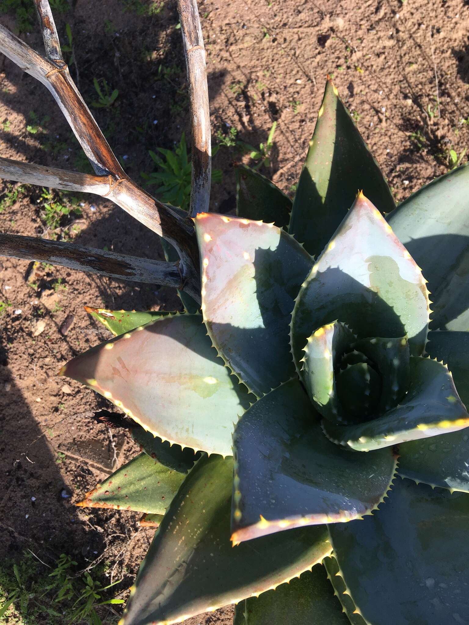 Image de Aloe schimperi Tod.