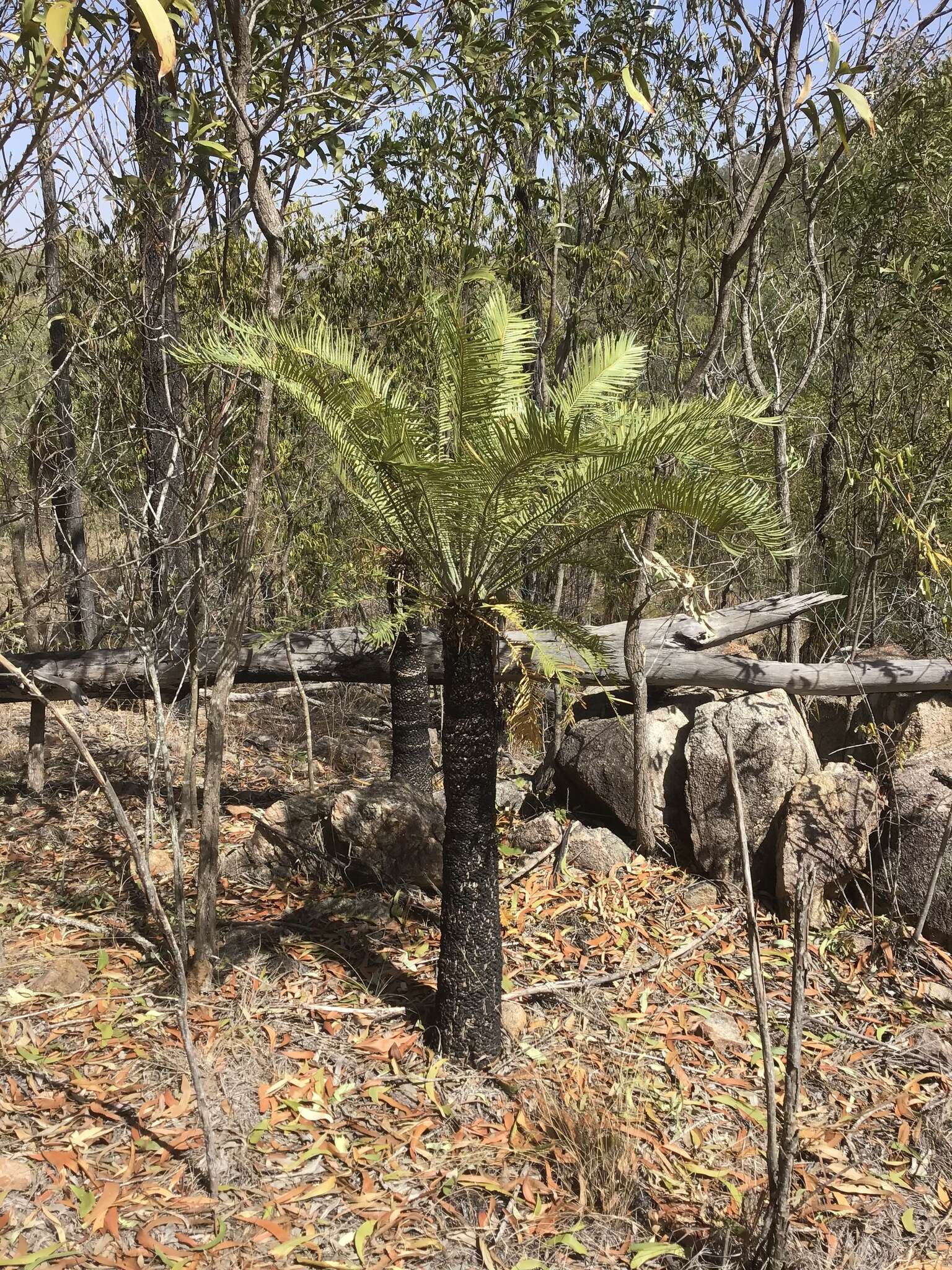 Image of Cycas megacarpa K. D. Hill