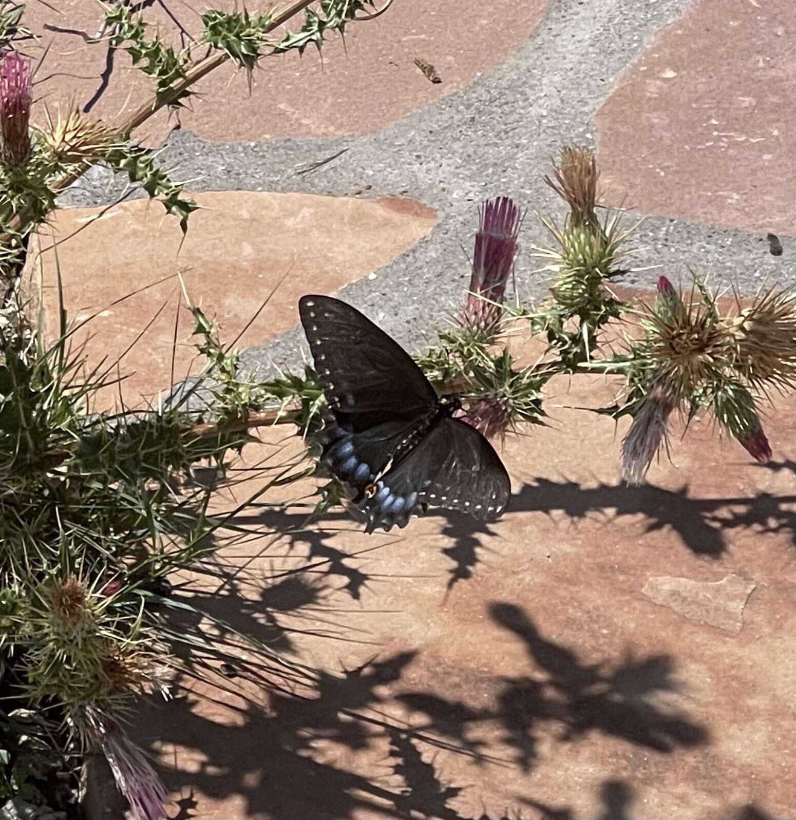 Image of <i>Papilio machaon bairdii</i>