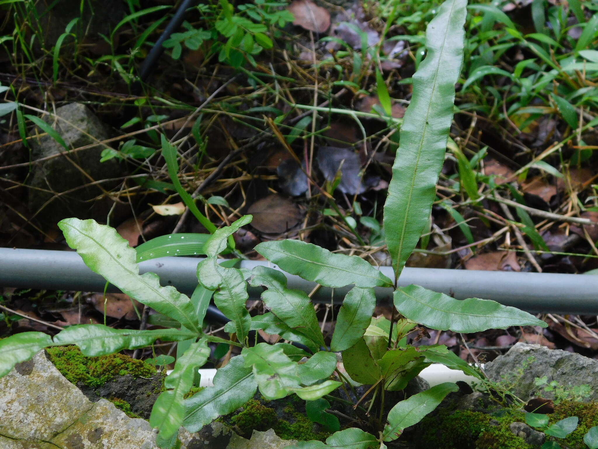 Image of Pteris venusta Kunze