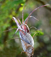 Image of twisted airplant