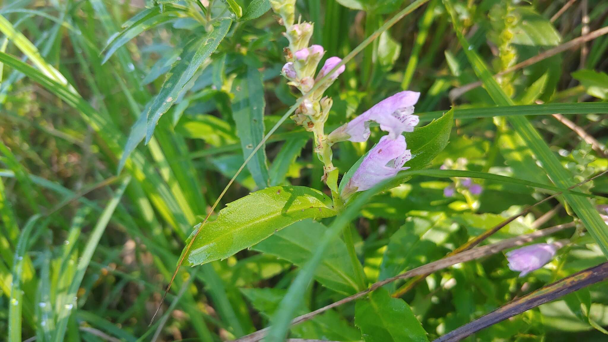 Image of Physostegia virginiana var. speciosa (Sweet) A. Gray