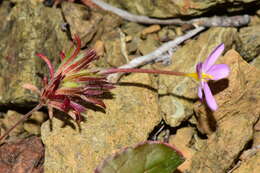 Image of Coast Range linanthus