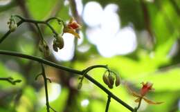 Image of Pseudovanilla foliata (F. Muell.) Garay