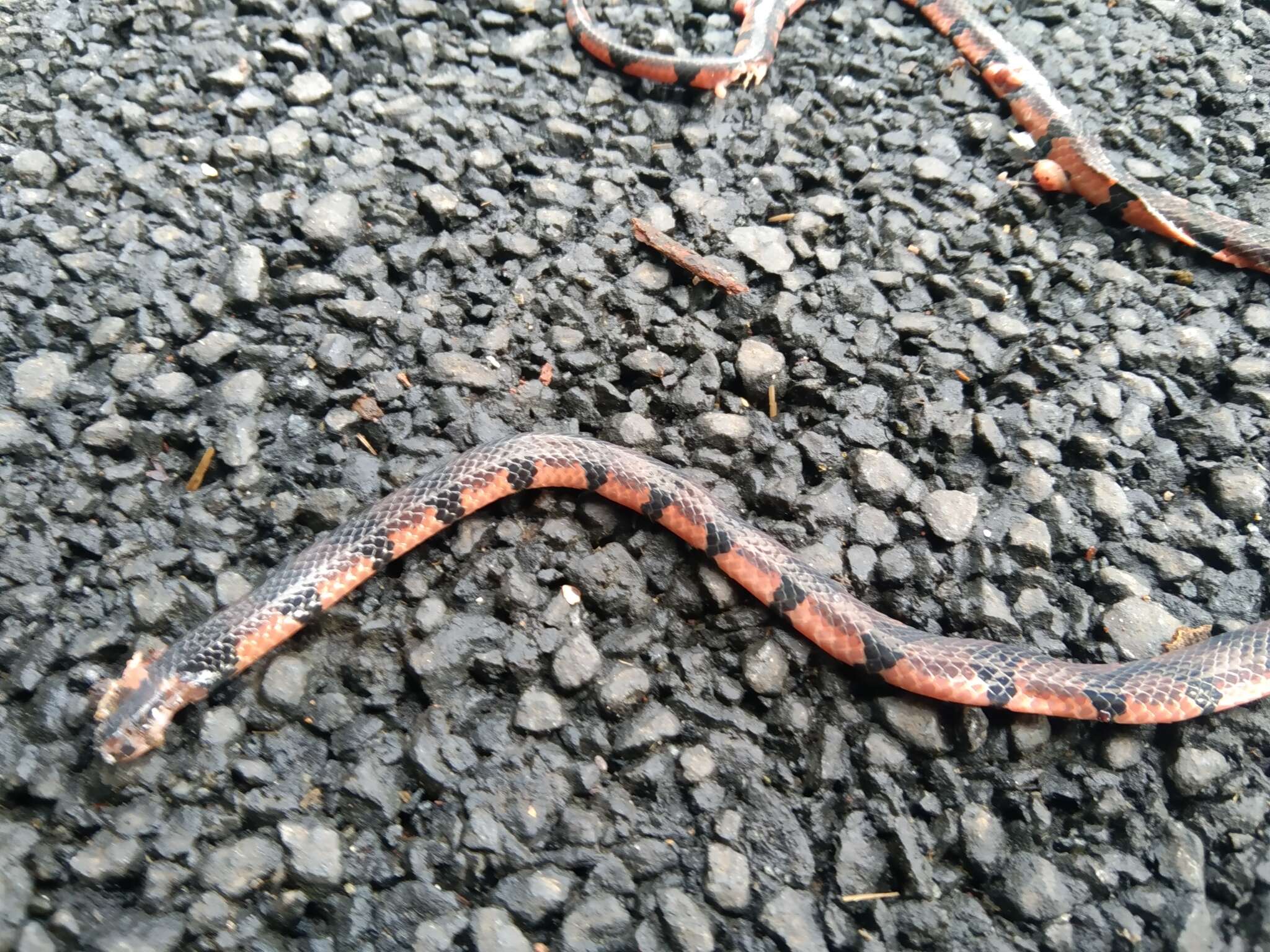 Image of Bibron's Coral Snake