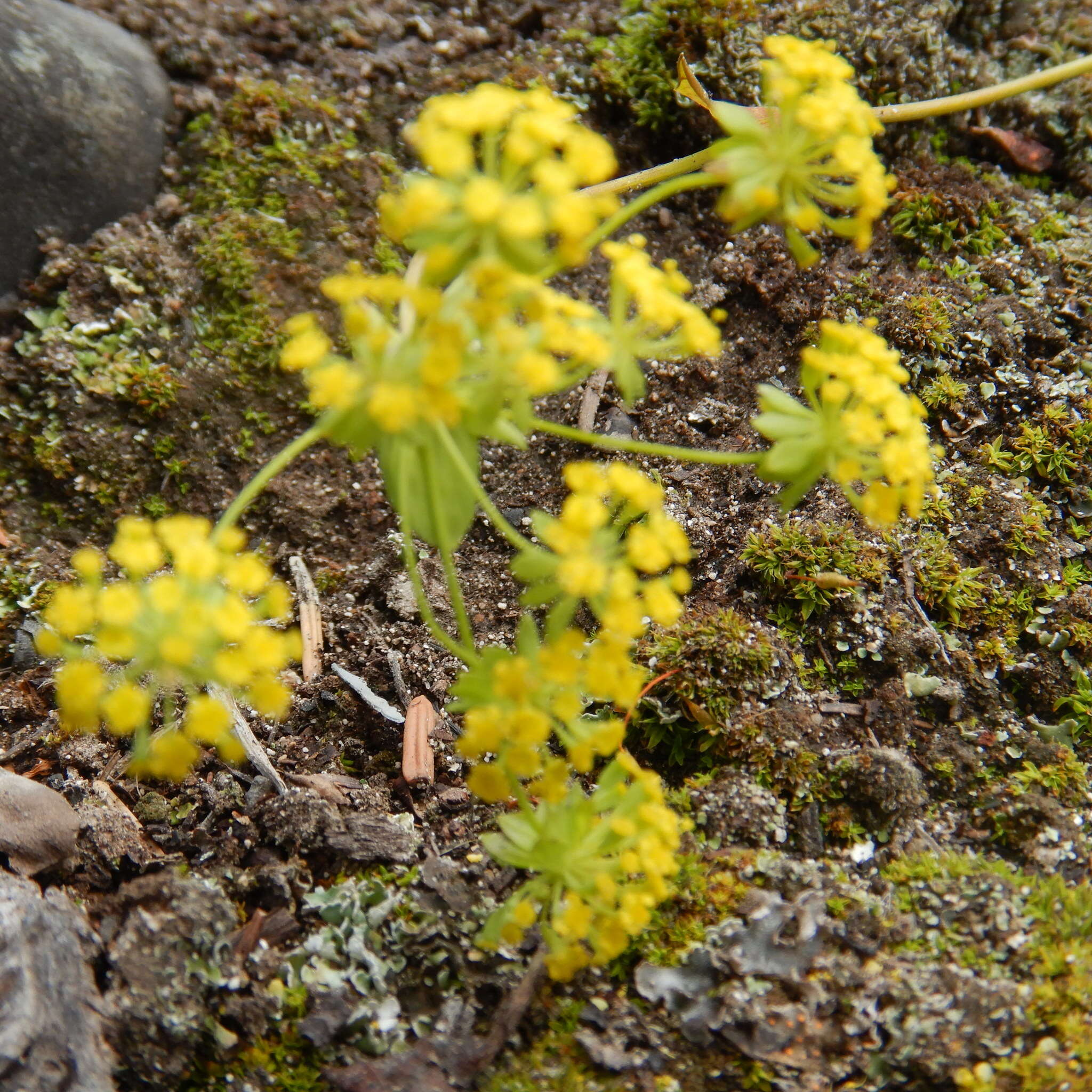 Bupleurum americanum Coult. & Rose resmi