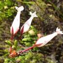 Plancia ëd Erica lageniformis Salisb.