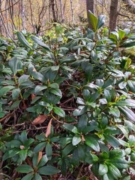 Image of Rhododendron caucasicum Pall.