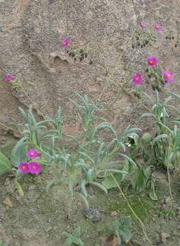 Imagem de Cistanthe lingulata (Ruíz Lopez & Pavón) M. A. Hershkovitz