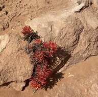 Image de Castilleja scabrida Eastw.