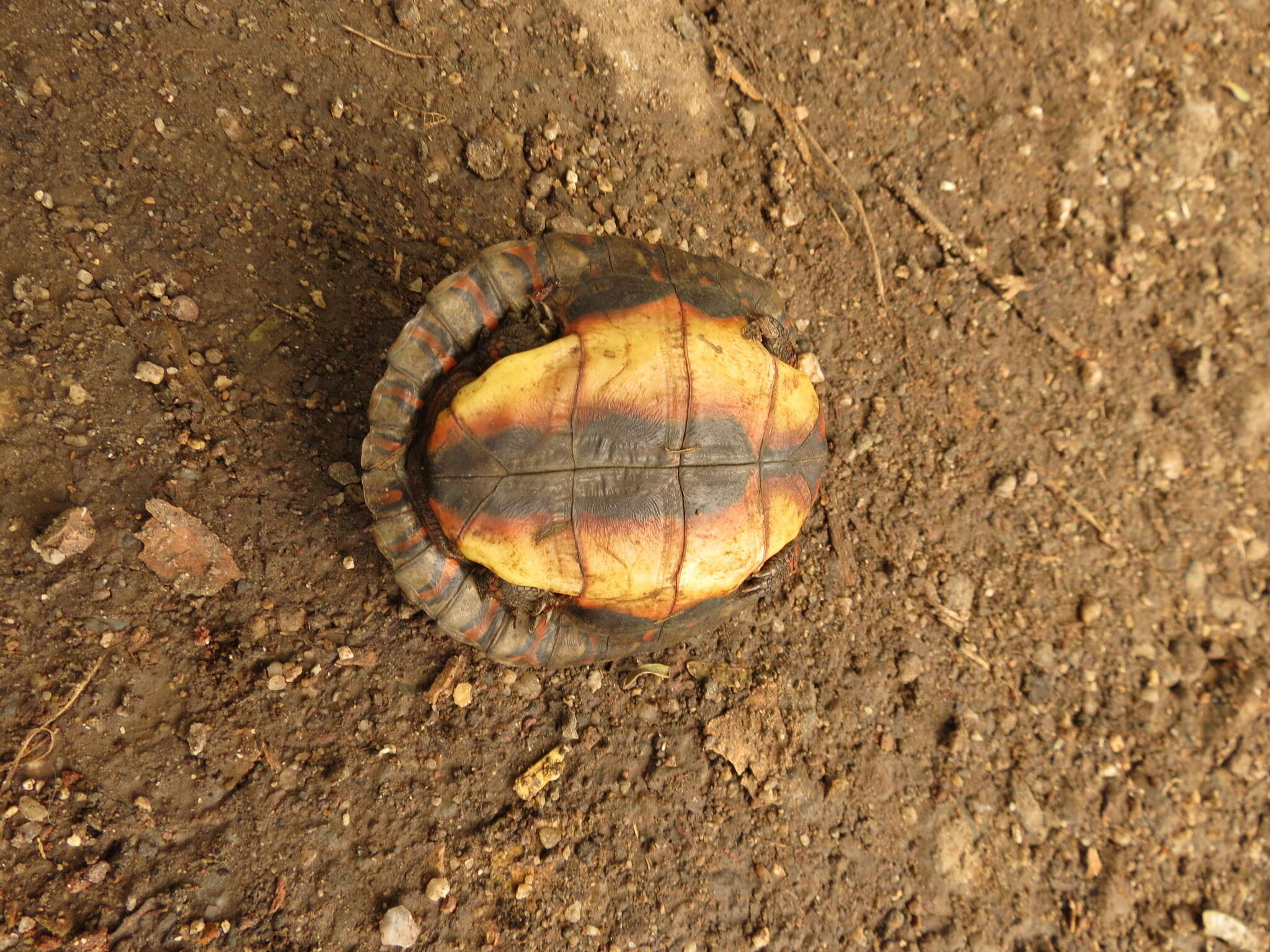 Image of Central American wood turtle