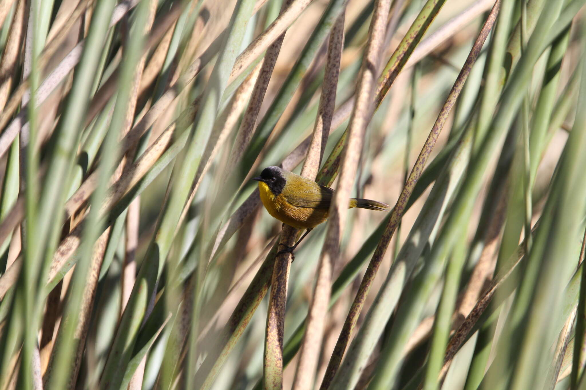 Image of black polled yellowthroat