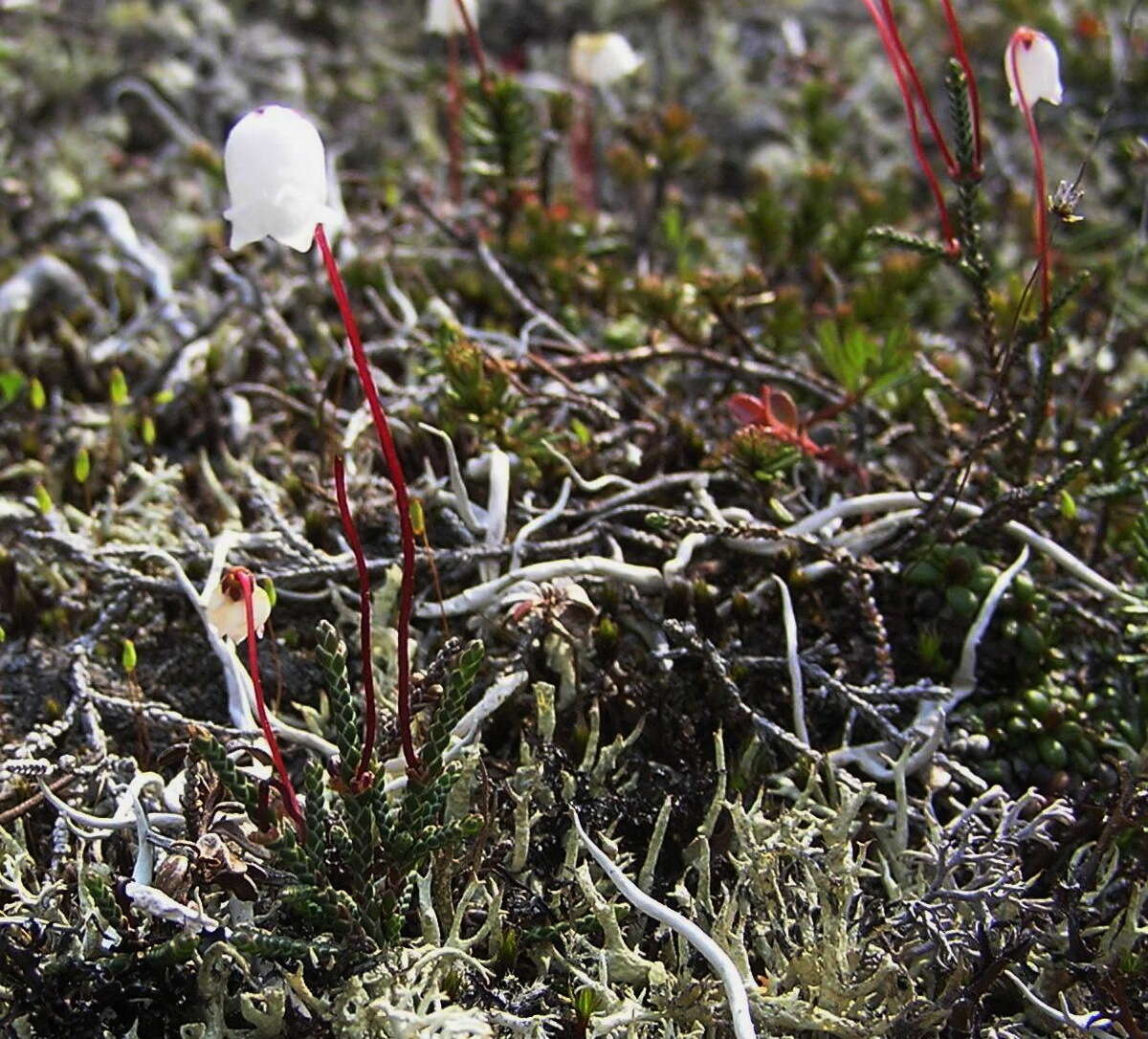 Image of clubmoss cassiope