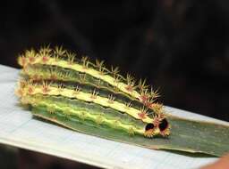 Thespea virescens (Matsumura 1911) resmi