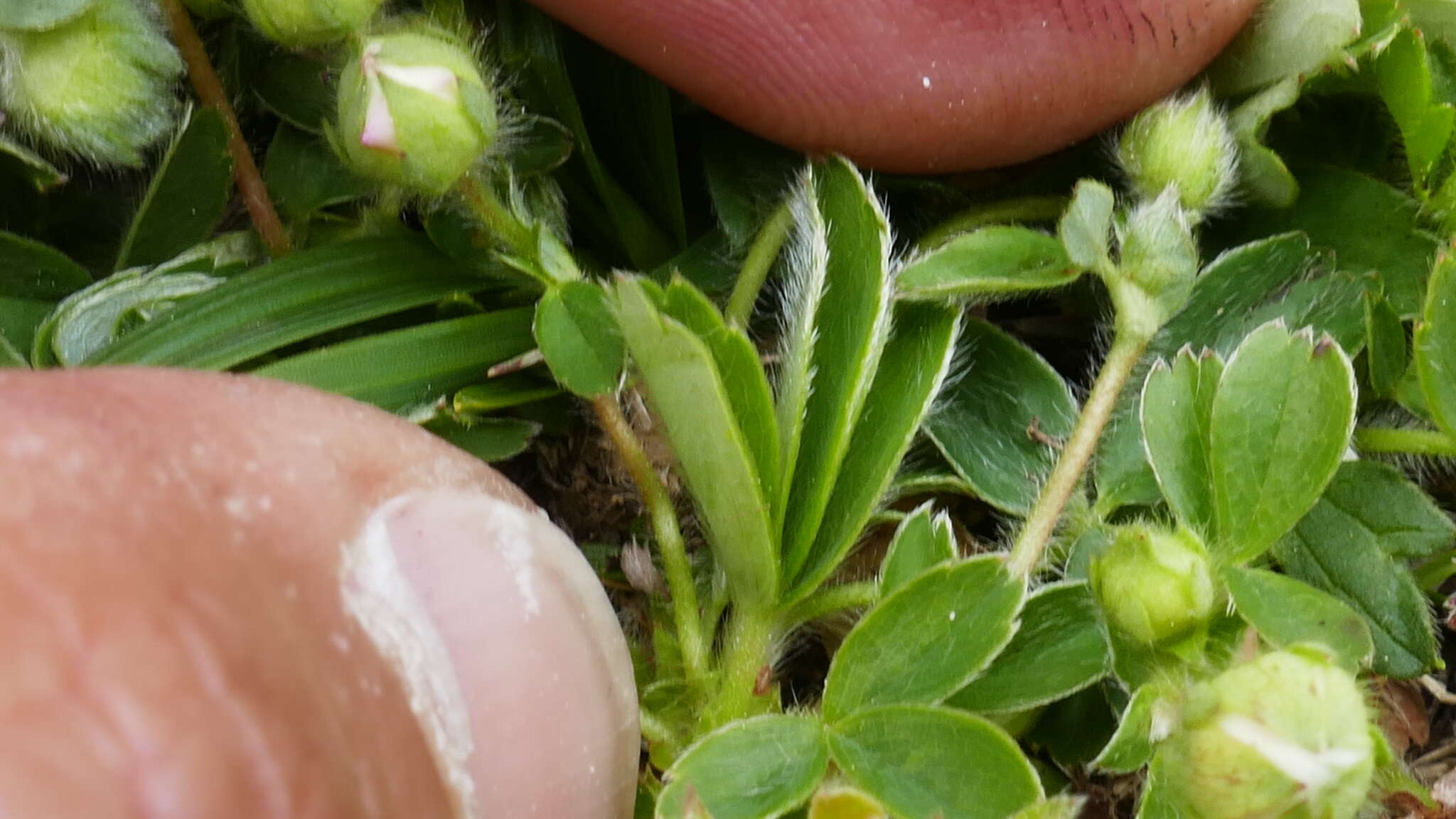 Image of Potentilla montana Brot.