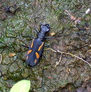 Image of Cicindela (Ancylia) andrewesi W. Horn 1894