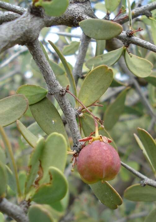 Image of Gloveria integrifolia (L. fil.) M. Jordaan