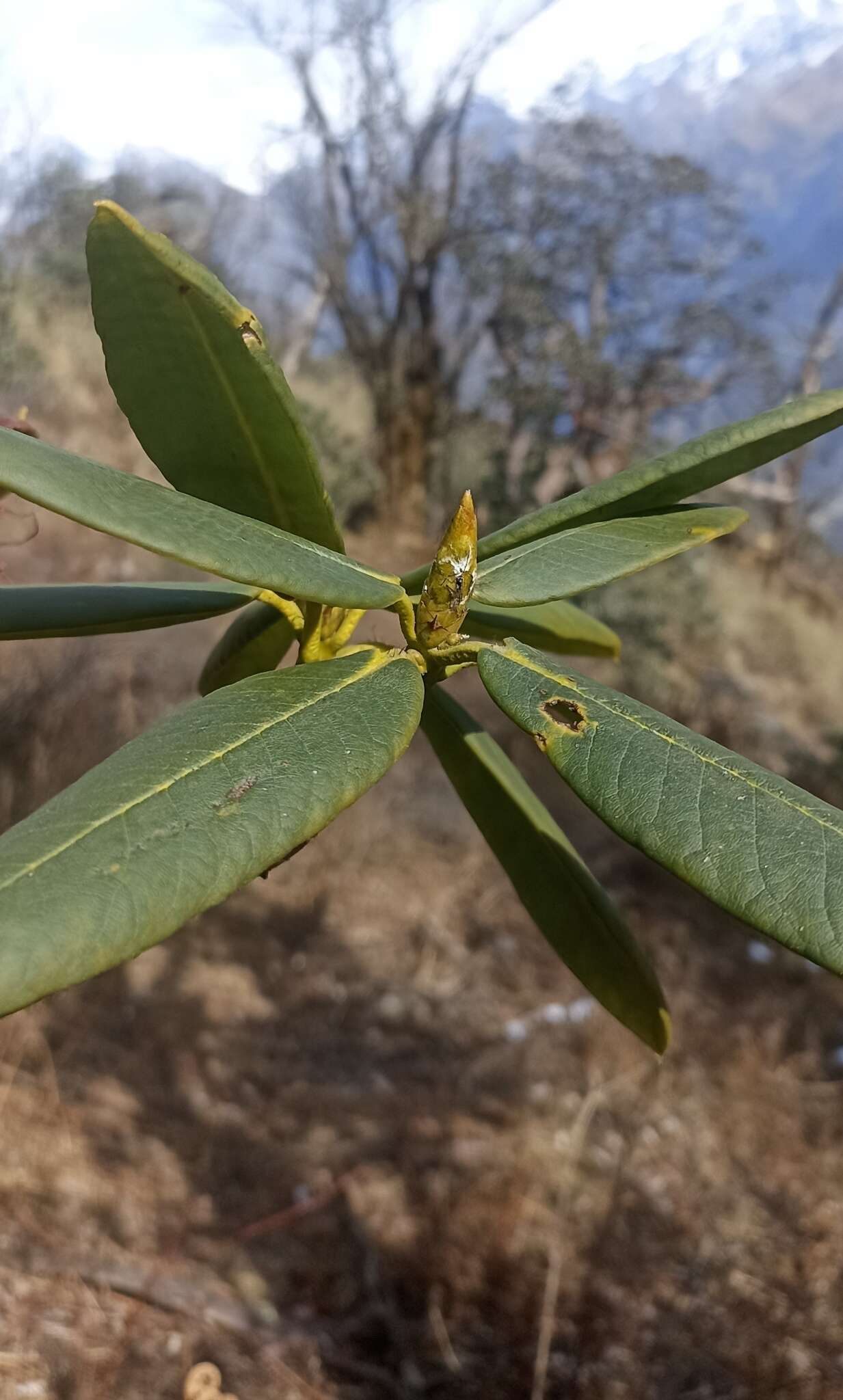 Image of Rhododendron barbatum Wall. ex G. Don