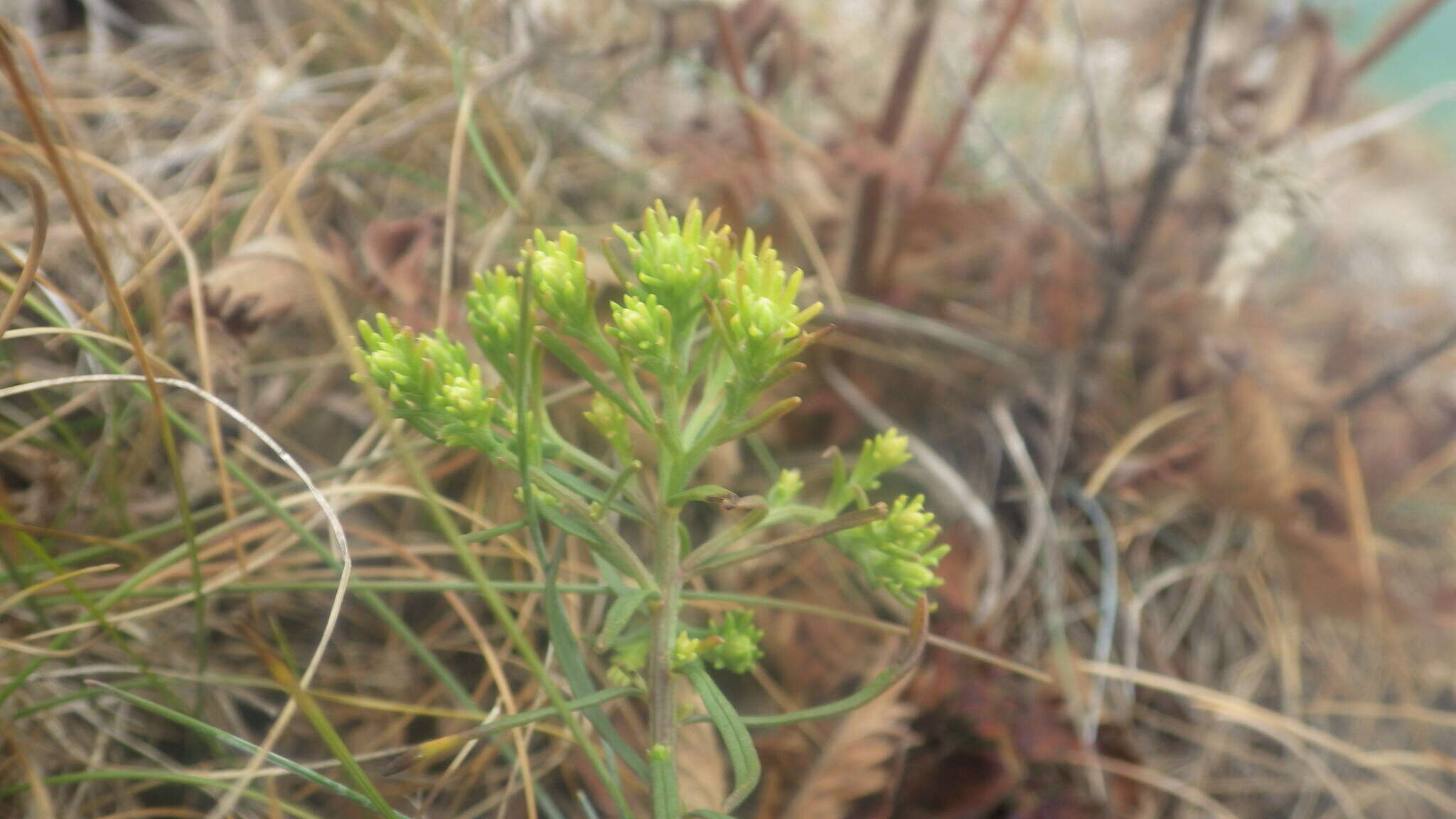 صورة Galatella linosyris subsp. armoricana (Rouy) Greuter