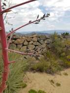 Image of Puya coerulea Lindl.