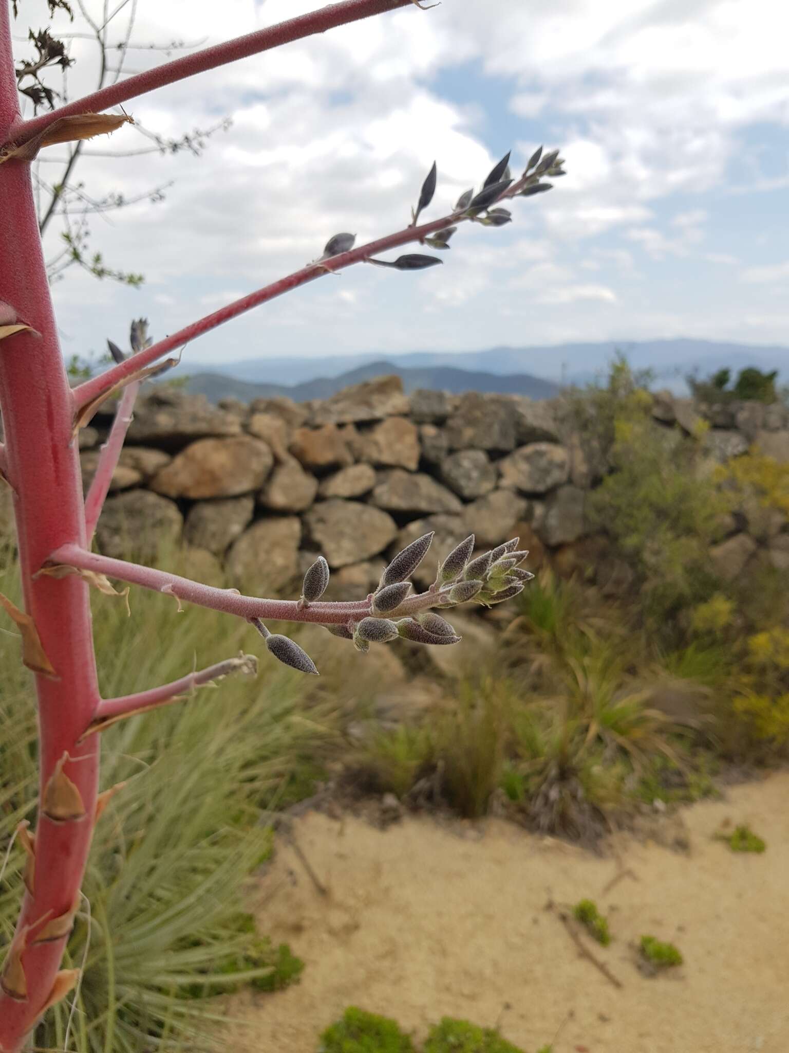 Image of Puya coerulea Lindl.