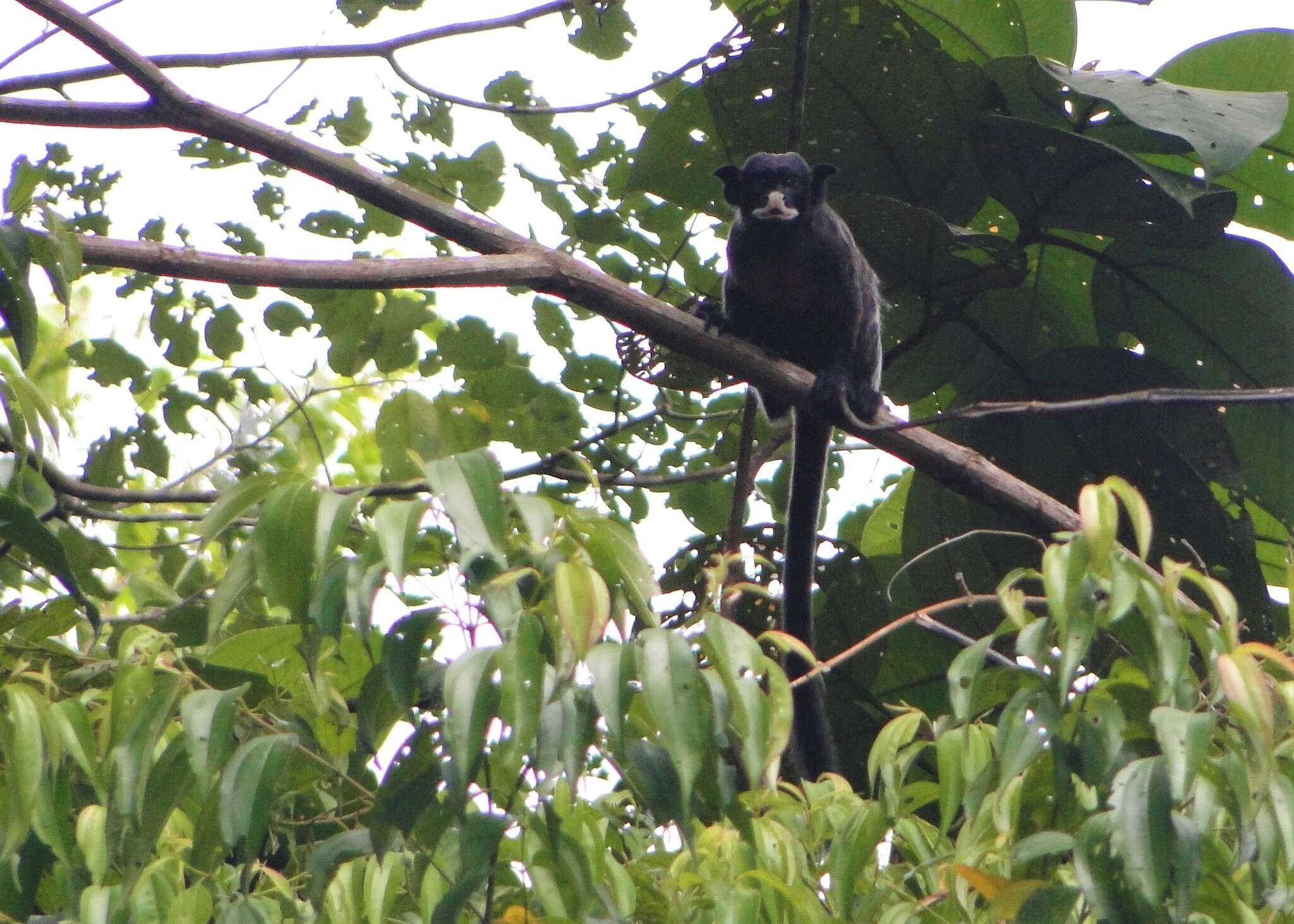 Image of Red-bellied Tamarin