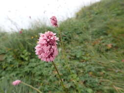 Image of Bistorta officinalis subsp. carnea (C. Koch) Sojak.