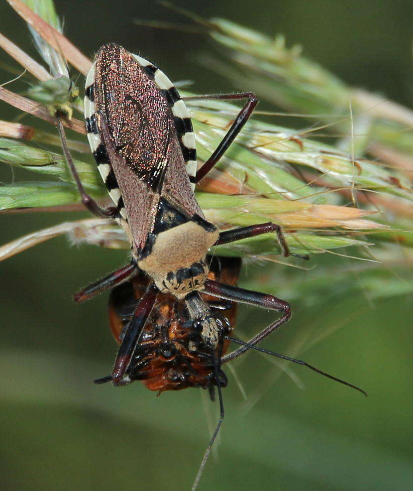 Image of Rhynocoris neavei Bergroth 1912