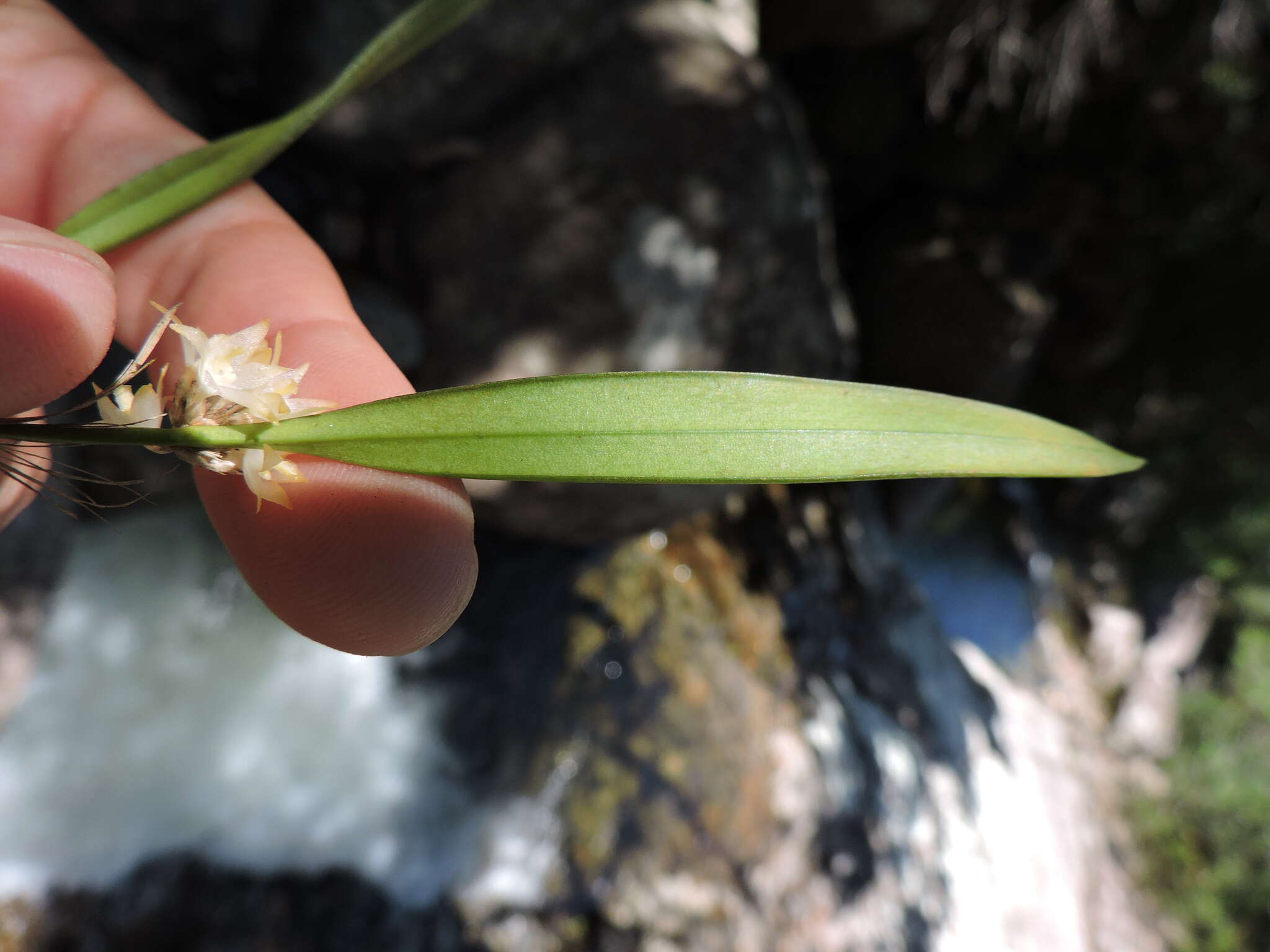 Image of Octomeria crassifolia Lindl.