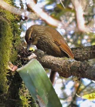 Image of Buff-browed Foliage-gleaner