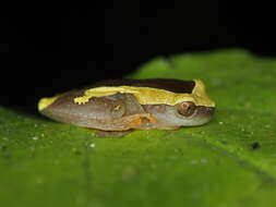 Image of Dendropsophus arndti Caminer, Milá, Jansen, Fouquet, Venegas, Chávez, Lougheed & Ron 2017