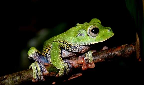 Image of Tuwa Flying Frog