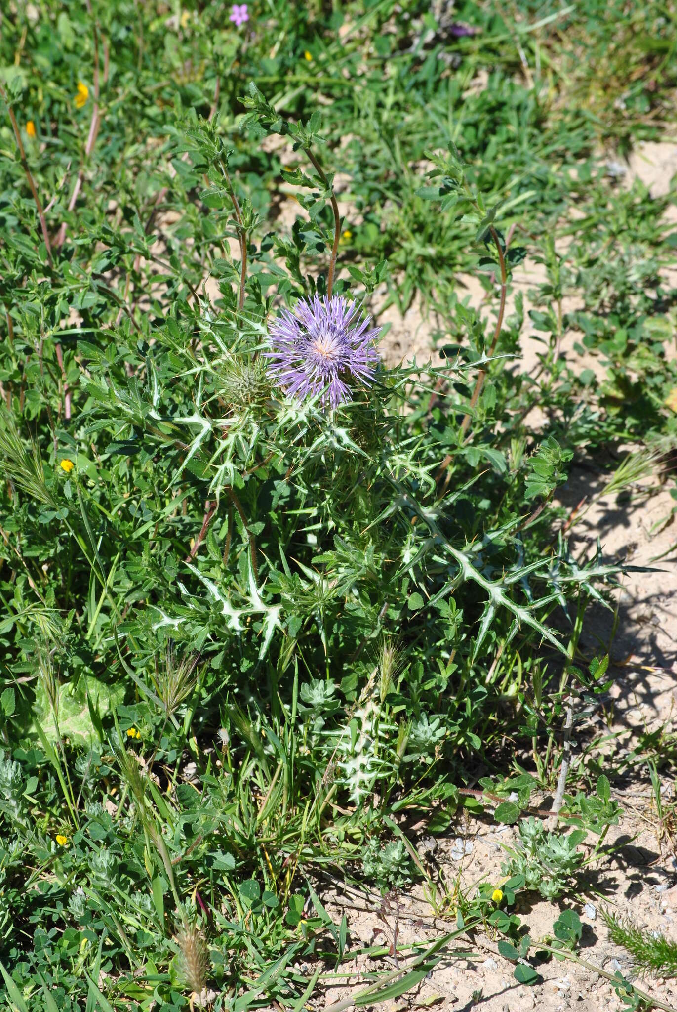 Image de Galactites tomentosa Moench