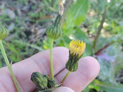 Слика од Sonchus asper (L.) Hill