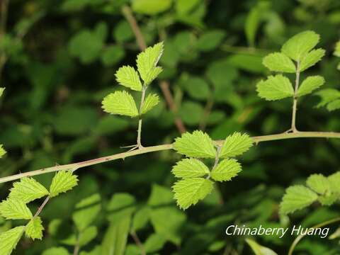 Image of Mysore raspberry