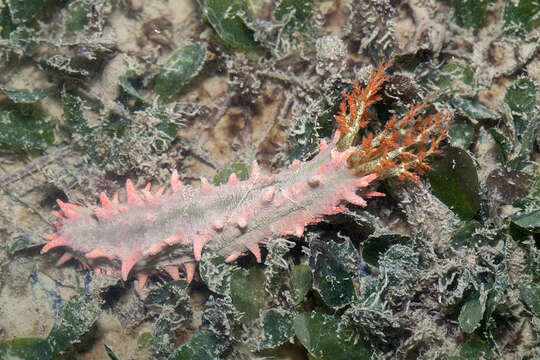 Image of Thorny sea cucumber