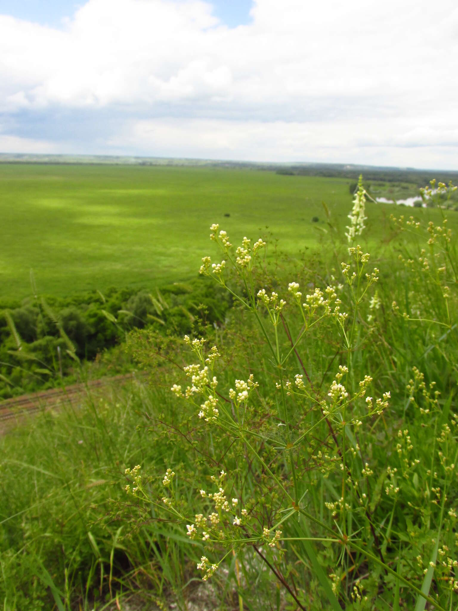 Image of Galium octonarium (Klokov) Pobed.