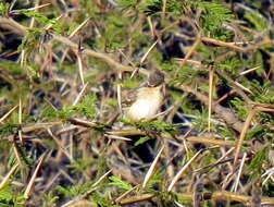 Image of Lemon-breasted Canary