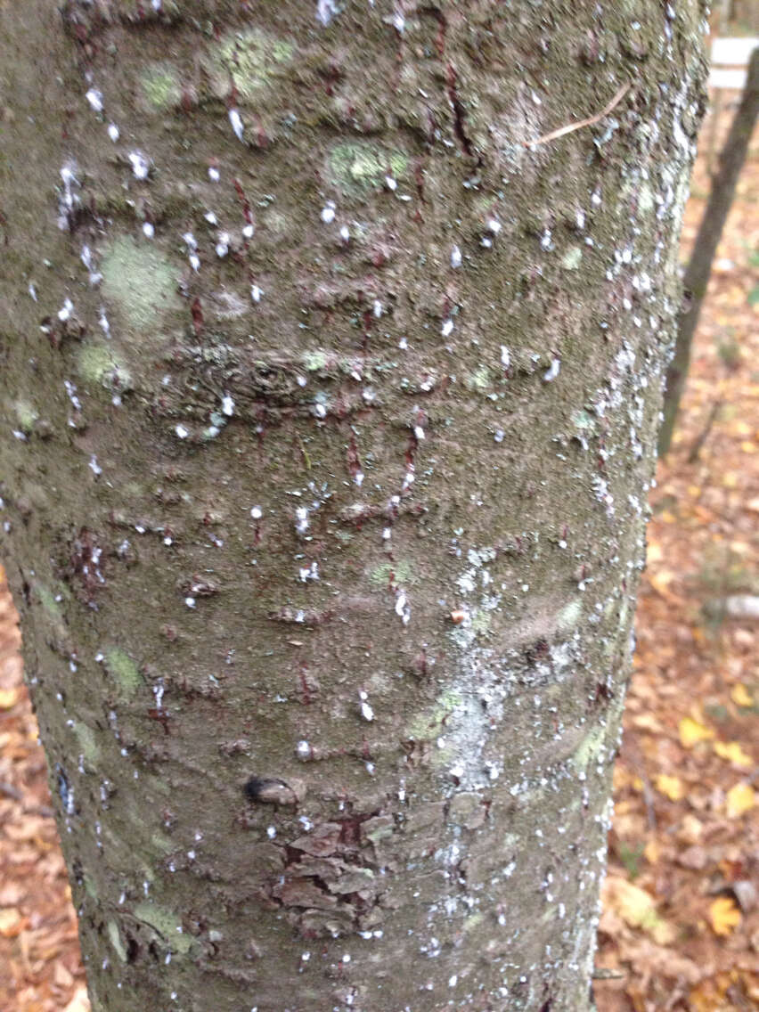 Image of Balsam Woolly Adelgid